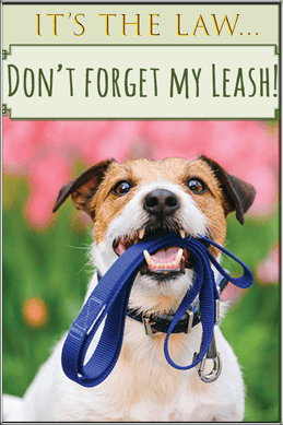 Don't Forget My Leash